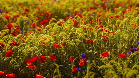 multicolored flowering summer meadow with red pink poppy flowers