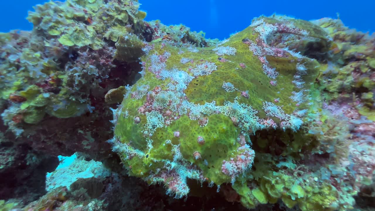 Kæmpe tudsefisk (Antennarius commersoni) på et koralrev nær Mnemba Island, Zanzibar, Tanzania