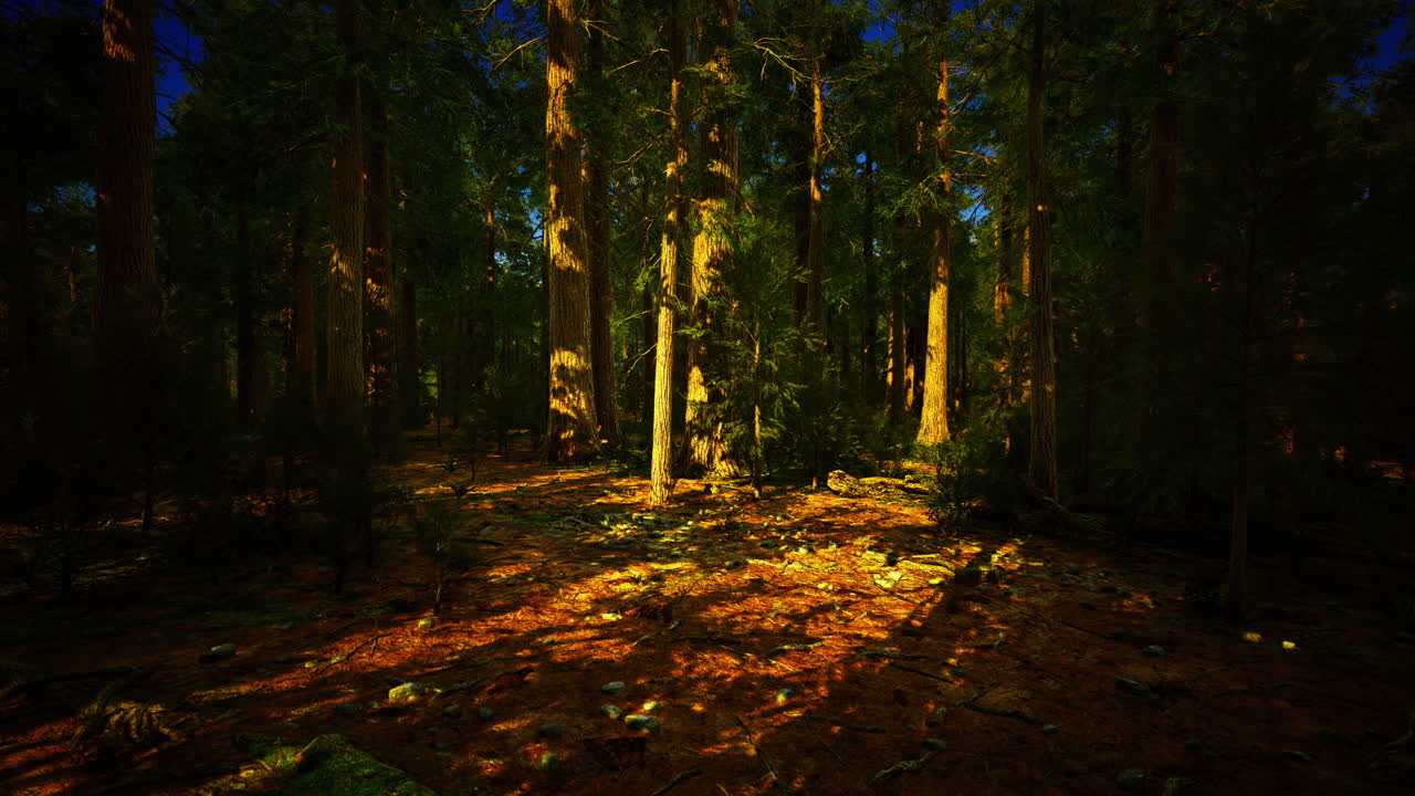 Sunlight filters through trees in a tranquil forest setting at dusk