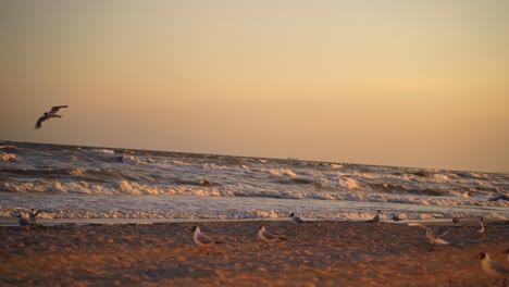 motion of seagulls on shore on the foamy sea waves background at sunset. many seagulls flying into the empty beach to find some food in the evening.