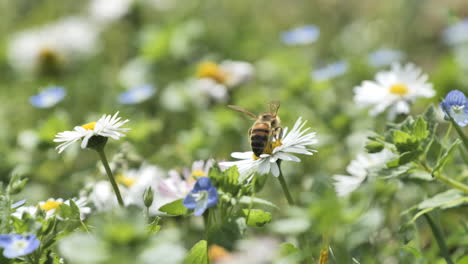 bee in a daisy field blurry background close up