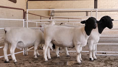 Black-head-Dorper-sheep-in-holding-pen-outside-public-auction-in-RSA