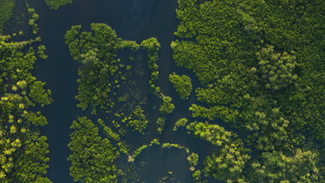 aerial top down of siargao bleu palm trees on siargao island during sunrise, philippines