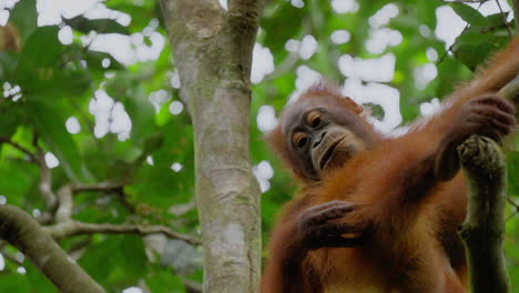orangutan in the rainforest
