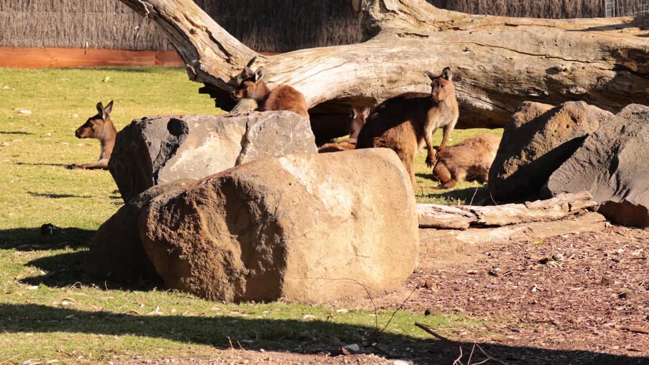 Kangaroos and emus interacting near a rock
