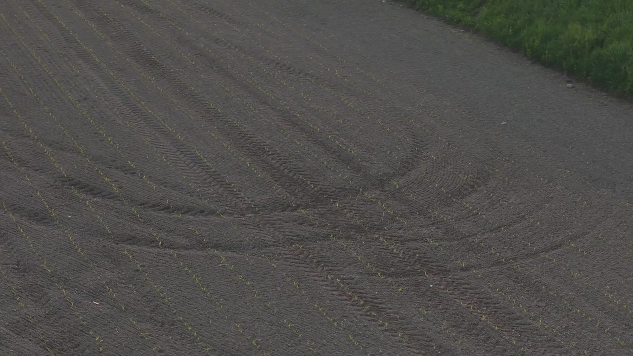 Newly emerged row crop grows in evenly spaced planting rows across cultivated farmland in the Po Valley, Northern Italy, showing precision seeding and tractor tracks, drone orbit ascent with parallax.