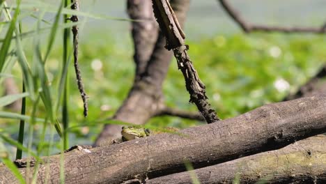 a common frog resting on a log by the water