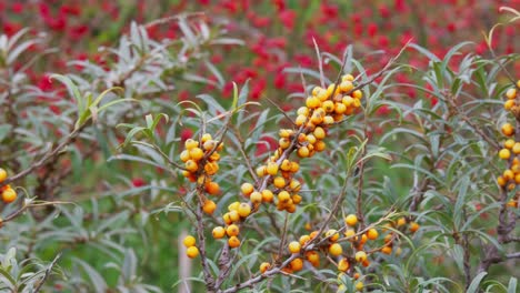 ripe sea buckthorn berries on a branch, bush with yellow fruits , close up