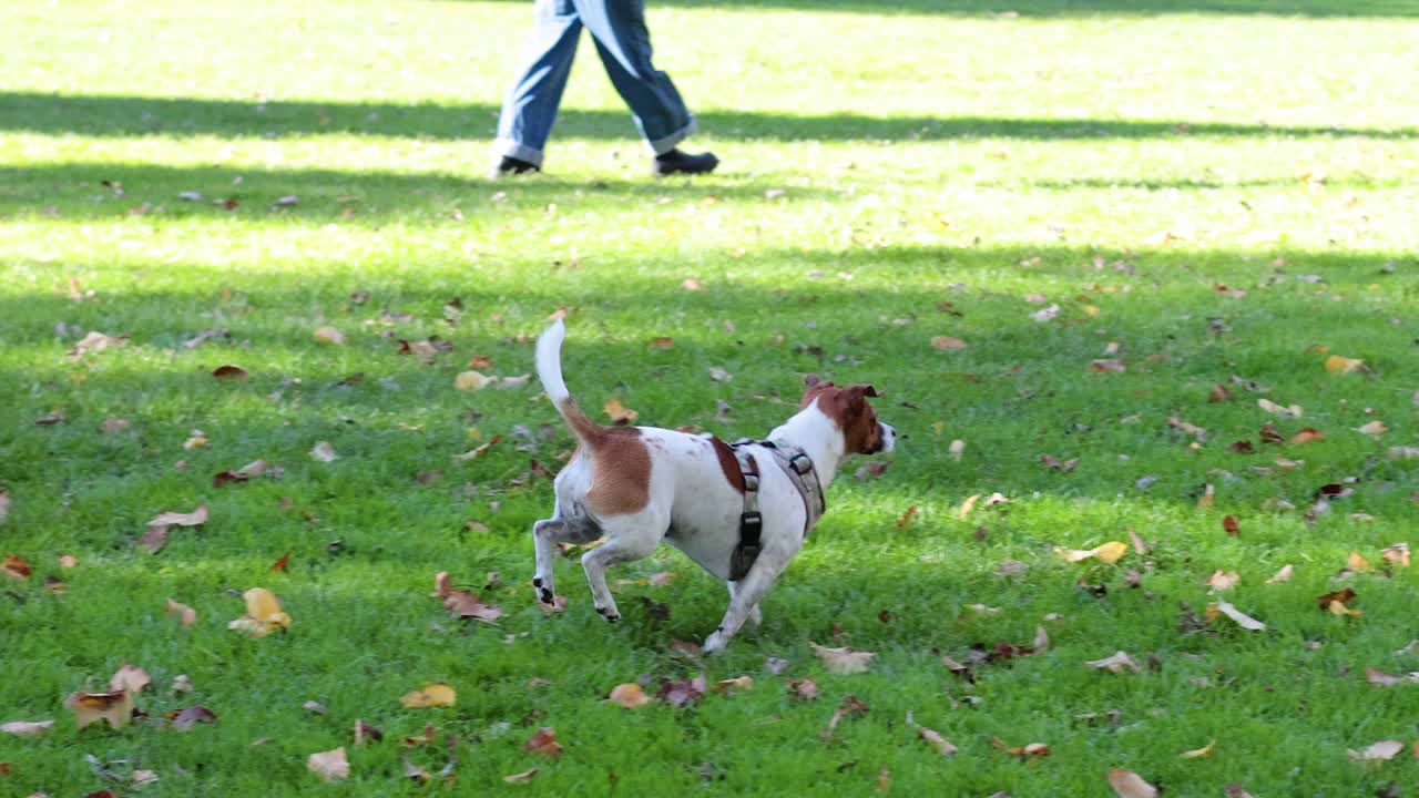 개가 공원에서 달리고 놀고 있다