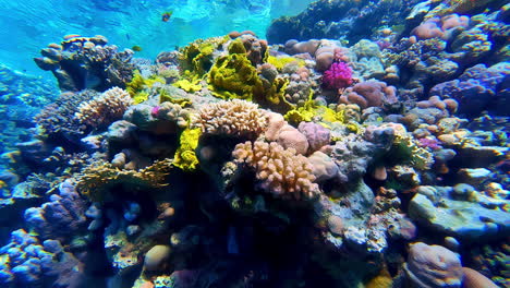 underwater footage of coral reef sea ocean marine beauty colourful rock formation unpolluted clear water