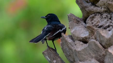 the oriental magpie-robin is a very common passerine bird in thailand in which it can be seen anywhere