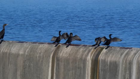 Un-Grupo-De-Cormoranes-Negros-Sentados-En-La-Pared-De-Un-Dique-Alas-Extendidas-Secándose-A-La-Luz-Del-Sol