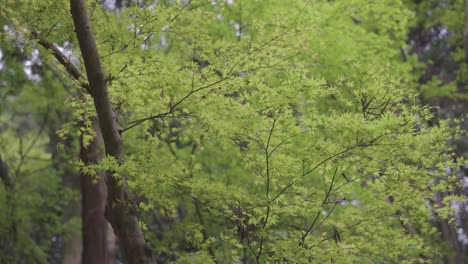 maple trees in the breeze, slow motion shot, japanese countryside
