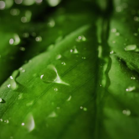 Gotas-De-Rocío-Sobre-Una-Hoja-Verde