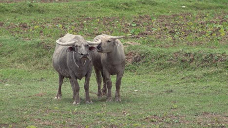 Dos-Búfalos-De-Agua-En-Un-Campo-Viendo-Pasar-El-Mundo