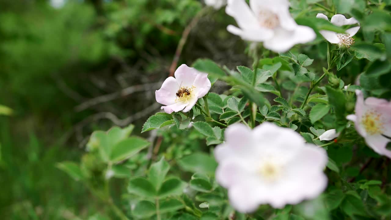 야생 꽃을 수분하고 날아가는 벌