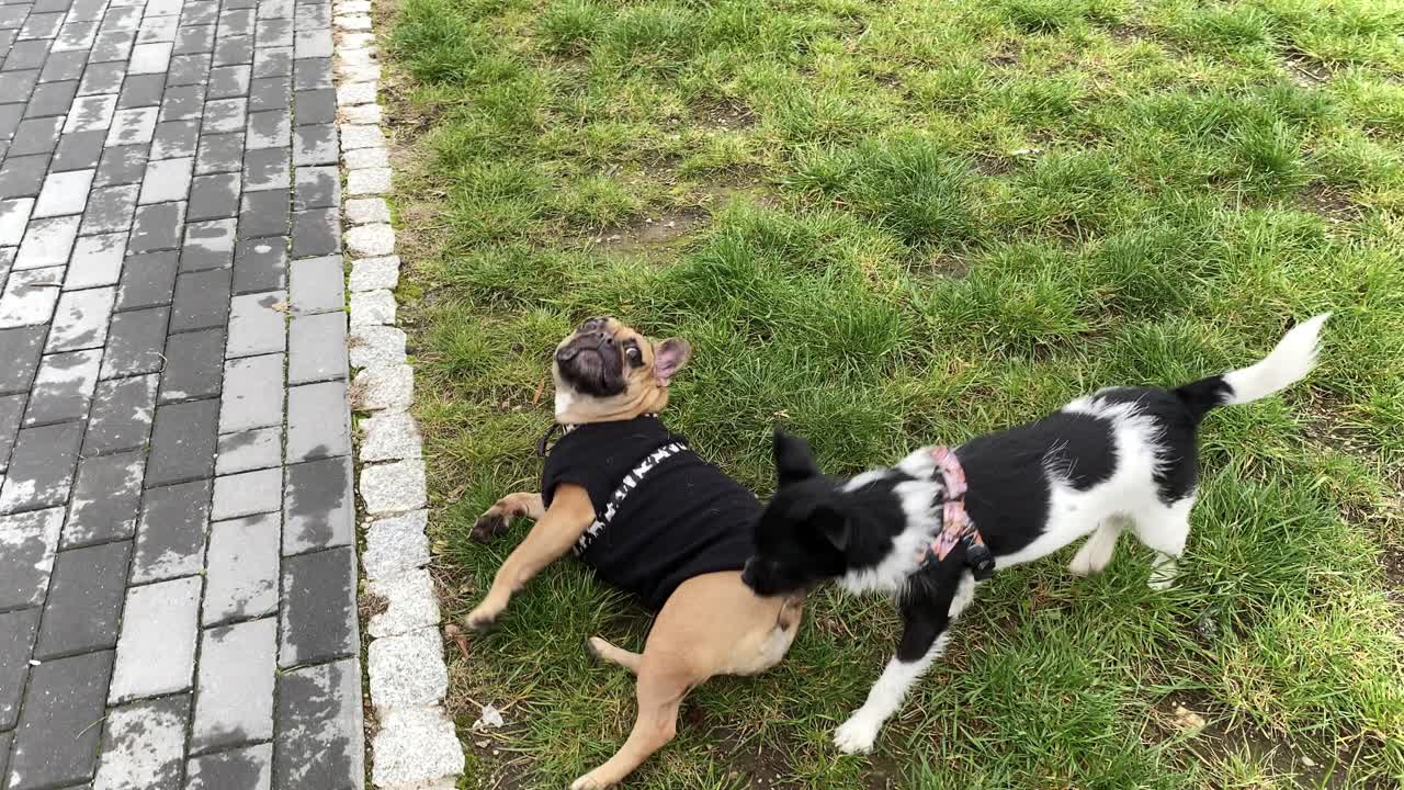 작은 개는 프렌치 불독 냄새를 맡는다