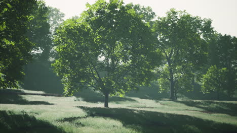 The-green-mapple-leaves-in-the-summer