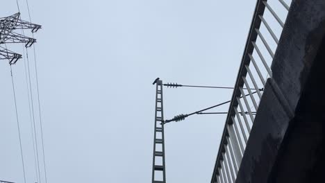 Raven-on-electricity-pylon-with-railings-of-a-bridge-in-the-foreground