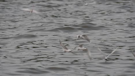 Terns-and-Gulls-Skimming-for-Food-are-migratory-seabirds-to-Thailand,-flying-around-in-circles,-taking-turns-to-skim-for-food-floating-on-the-sea-at-Bangpu-Recreational-Center-wharf