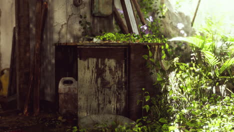 ruined abandoned overgrown by plants interior