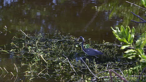 tricolored heron   hunting for fish, wakodahatchee, florida, usa