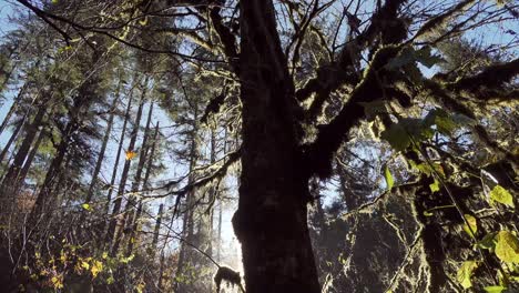 Foto-De-Un-árbol-Cubierto-De-Musgo-Retroiluminado-En-La-Niebla-De-La-Mañana