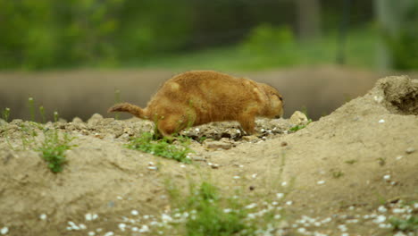 Un-Perro-De-La-Pradera-Comiendo-Y-Caminando,-Plano-Medio-A-Cámara-Lenta