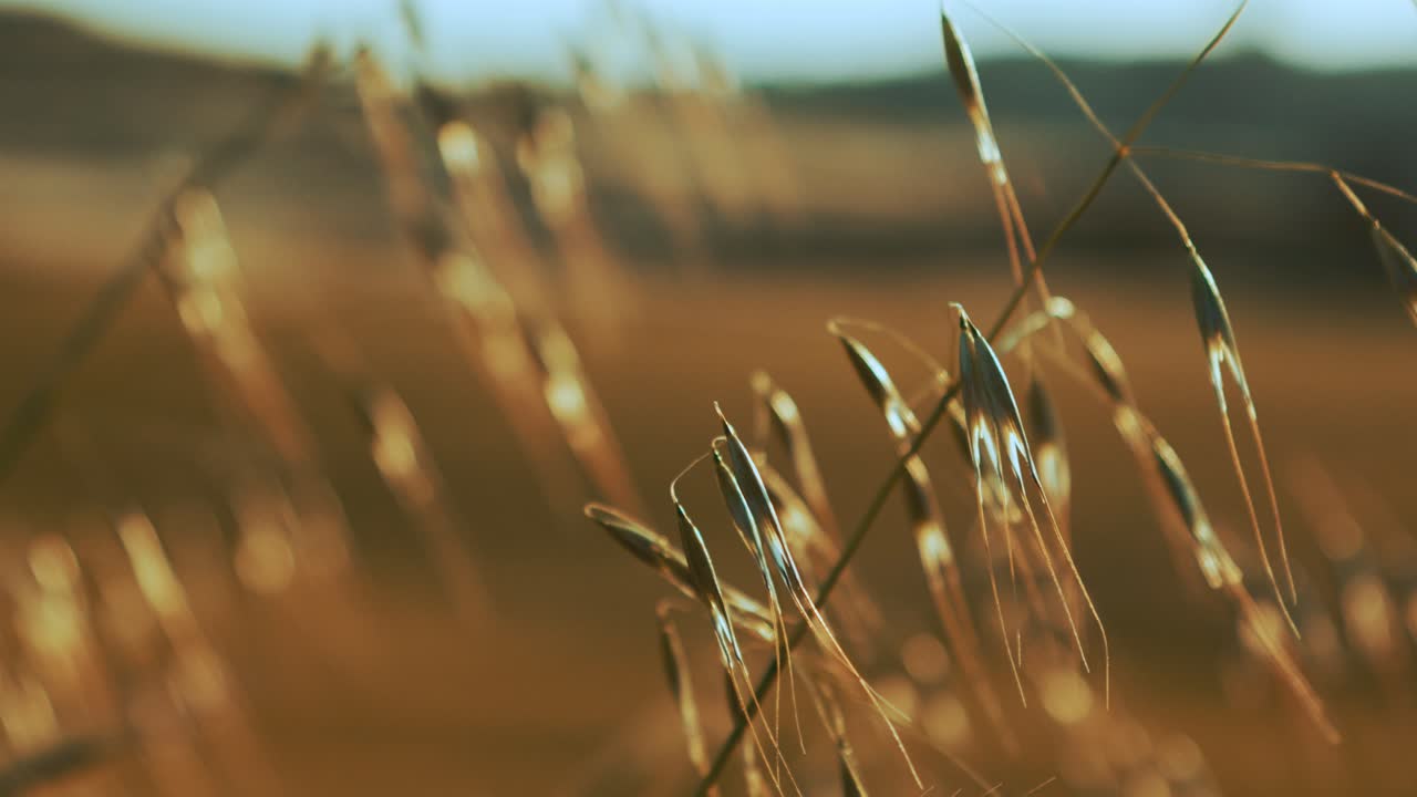 Piante di avena dorata al rallentatore che ondeggiano nella luce della sera vicino alla campagna di Matera, Basilicata, Italia