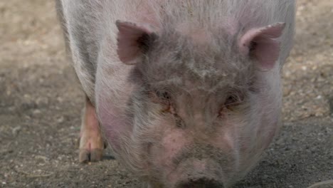 closeup front view of pig mini pig walking towards the camera in slow motion 4k