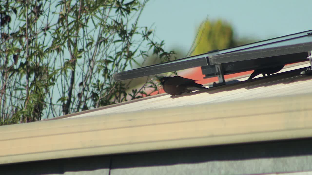 Common Indian Myna Birds Perched Under Solar Panels On Shed Roof Taking Shelter From Sun Daytime Hot Australia Gippsland Victoria Maffra