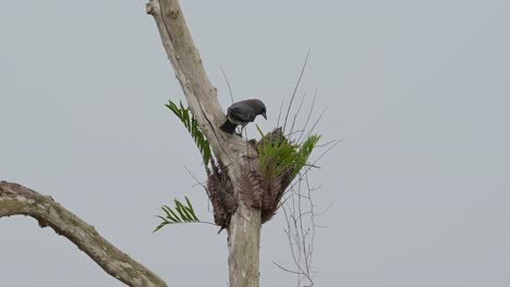 balances spreading its wings and feeds its nestlings while the wind blows so hard, ashy woodswallow artamus fuscus, thailand