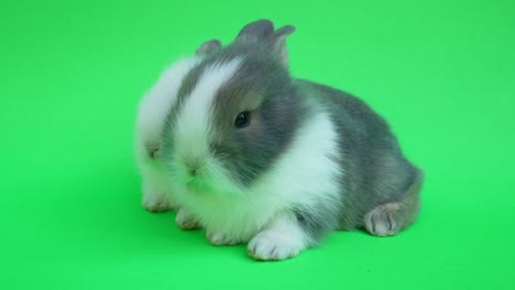 baby cute rabbit or new born adorable bunny on green  background.rabbit on green screen.