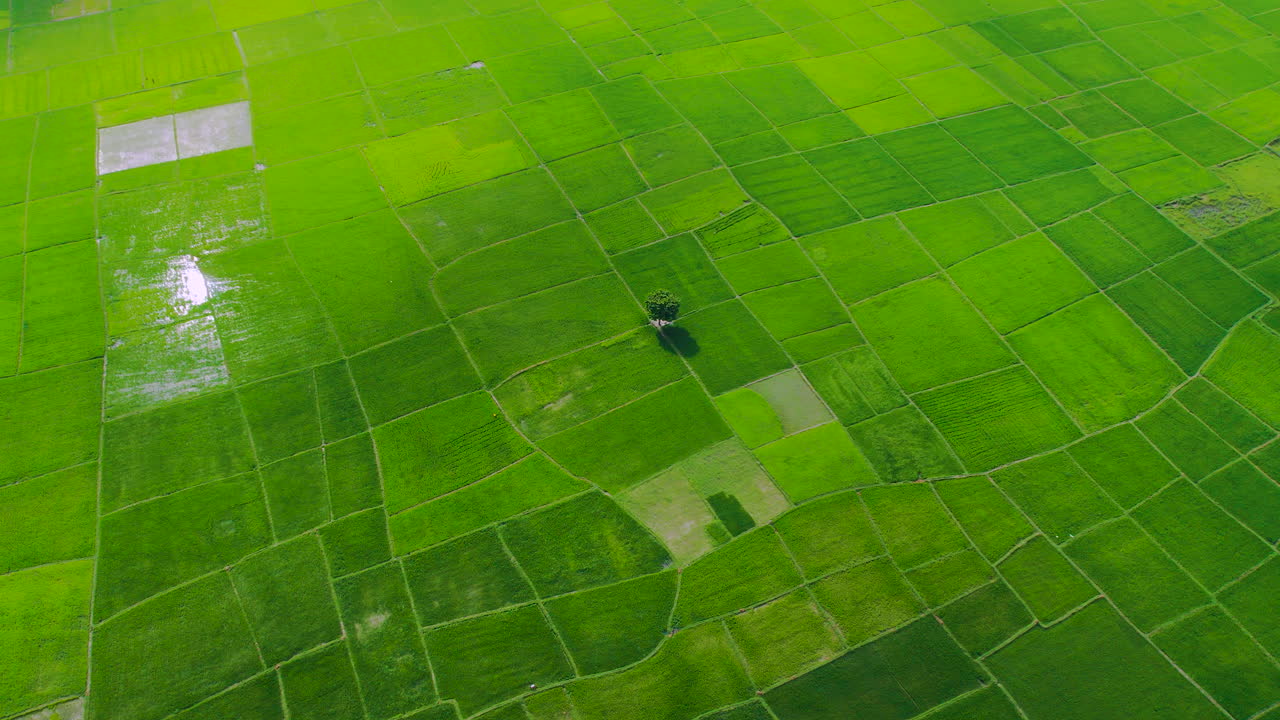 Serene Plainland Landscape: Aerial drone shot of a single tree and lush green agricultural fields in Nepal's Terai region