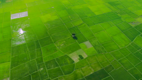 Serene-Plainland-Landscape:-Aerial-drone-shot-of-a-single-tree-and-lush-green-agricultural-fields-in-Nepal's-Terai-region