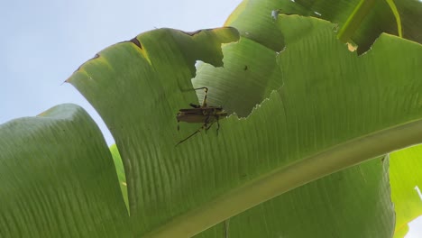 vida de bichos, dos saltamontes javaneses, valanga nigricornis apareándose en una hoja de plátano rota en un hermoso día de verano con hojas meciéndose en el viento ventoso, visto en malasia sureste de asia
