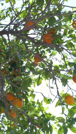 orange tree with sunlight