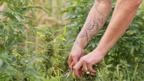 Männliche-Hände-Beschneiden-Cannabispflanzen,-Schneiden-Blütenknospen-Ab,-Nahaufnahme