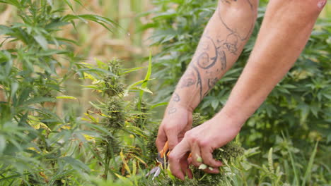 male hands pruning cannabis plants, cutting off flower buds, close up view