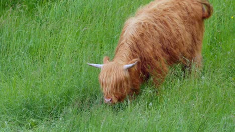 Close-up-shot-of-cute-young-highland-cow-grazing-in-high-grass