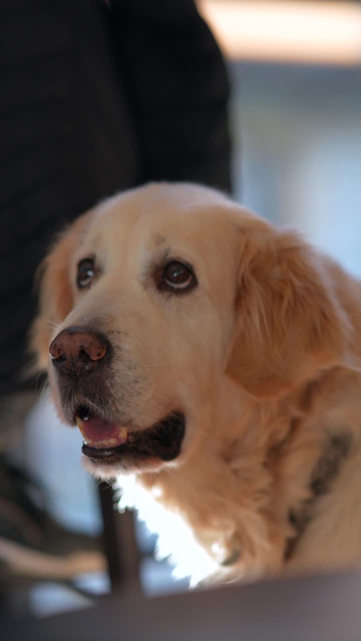 골든 리트리버 초상화