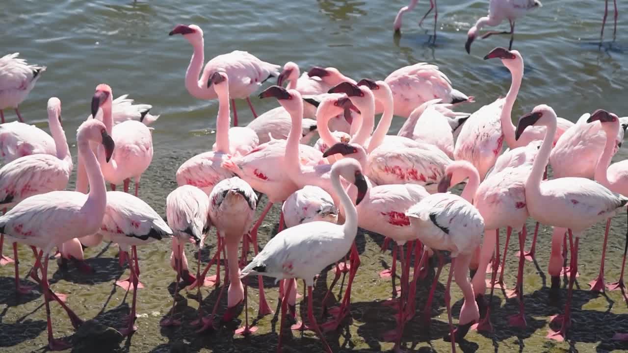 Flock of Flamingos in their natural habitat