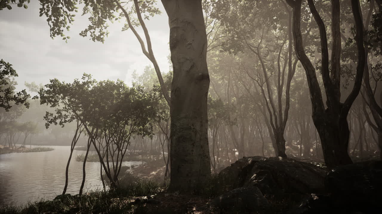 따뜻한 빛의 광선과 함께 마법의 어두운 가을 숲 풍경