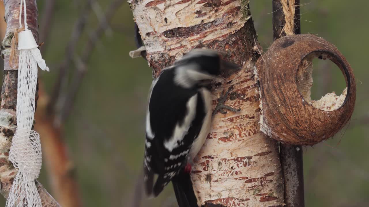 pájaro carpintero peludo picotear en una cáscara de coco
