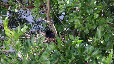 An-Australian-magpie-sits-on-it's-eggs-protecting-it's-nest-in-Sydney,-Australia