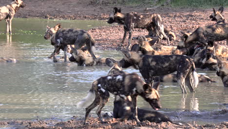 a large pack of african wilddogs resting and cooling off together in a small pan in africa