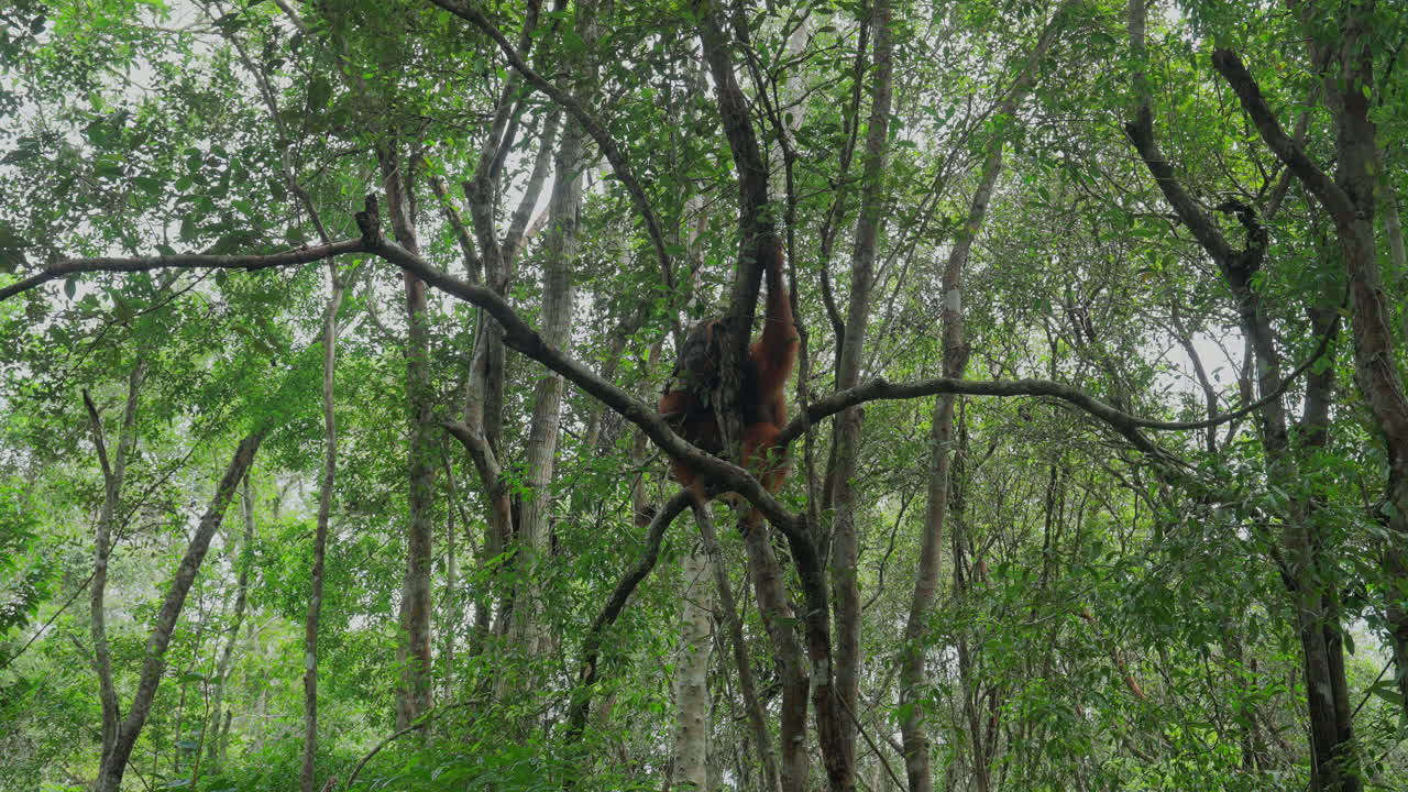 Orangutan in Rainforest Canopy