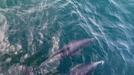 Handheld-close-up-shot-looking-down-at-two-dolphins-swimming-alongside-a-moving-boat-in-the-open-ocean-off-the-coast-of-California