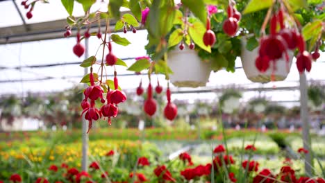 Red-Hanging-Fuchsia-Hanging-Plants-Geraniums-Glide-Track-Past