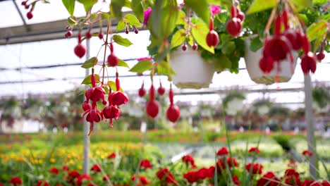 Rote-Hängende-Fuchsiafarbene-Hängepflanzen,-Geranien-Gleiten-Vorbei